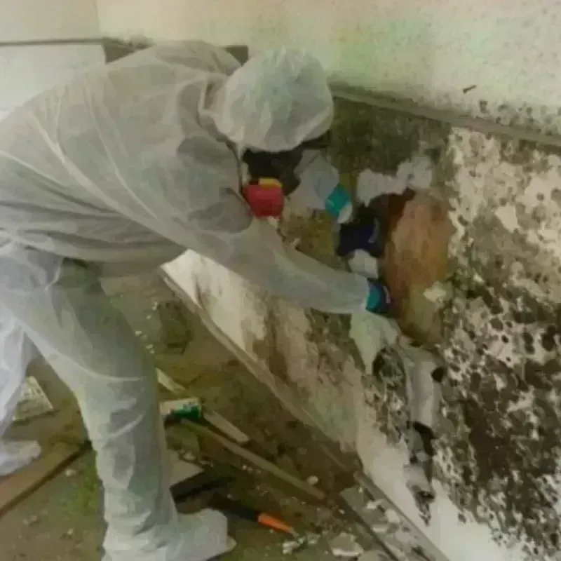 Mold Remediation and Removal in Polk County, WI